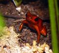 oophaga pumilio almirante 03